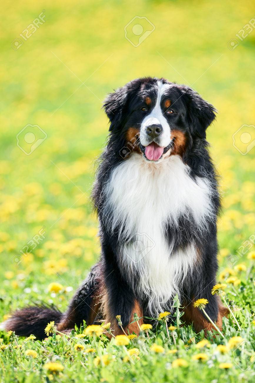 Kennel perro
