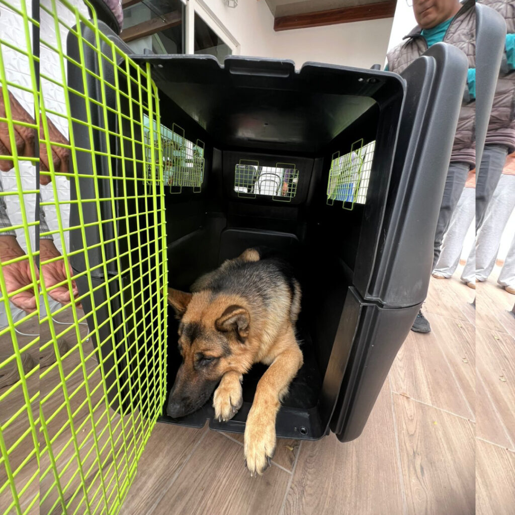 Jaula extra grande para perros apara para avion