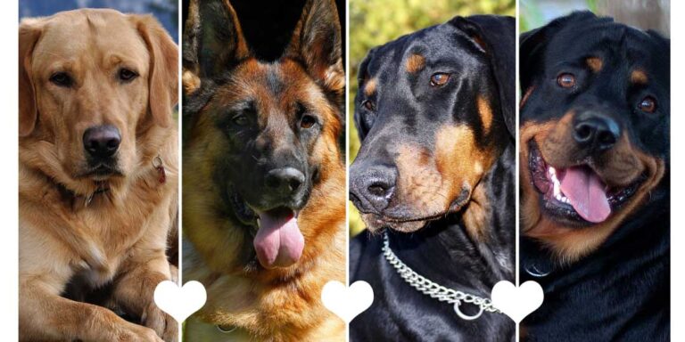 Tranportin para perros de raza grande
