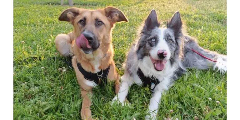 jaula para perro de raza mediana