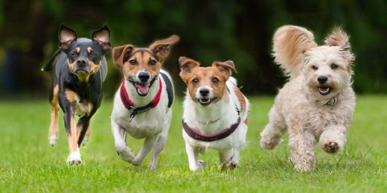Caja transportadora Kennel para perros pequeños